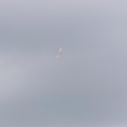 28.5. RCVS Podhořany