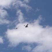 16.6. Air Show Dobkov